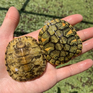 黄化巴西龟,变异龟,金银龟,变异巴西龟,共4只,打包3000