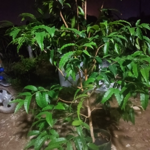 大红钻嘉宝果,嘉宝果中最大的果,好吃好看,发原图,果比硬币还