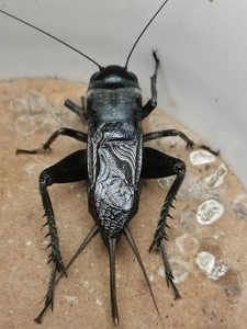 天津李志大黑虫油葫芦!这个是刚出翁的,个头大,底板足都是精品