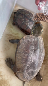 出中华草龟巨型航母大母草龟