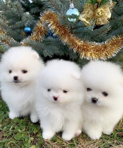 小狗动物幼崽小型