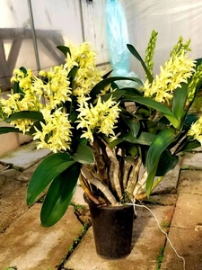 000人付款淘宝澳洲大明石斛进口名贵黄花大y明石斛兰盆栽绿植