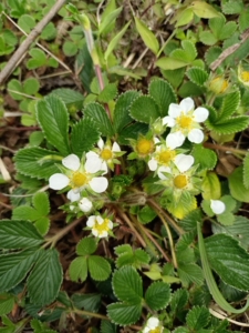 贵州山里野草莓,别名:黄毛草莓,锈毛草莓,当地人称白地泡,果