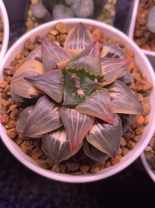 红纹寿锦#多肉十二卷#,从小侧芽养大,7.5公分,脱土包邮