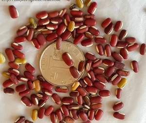 农家传统小爬豆种子赤豆家传多年自留老品原生种非转基因