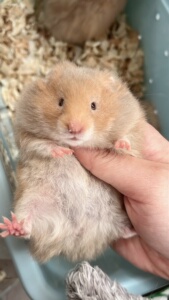 长毛肉桂熊金丝熊仓鼠