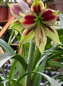 【买一送一】凤蝶朱顶红种球14.98元2个包邮朱顶红大花重瓣