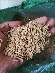 【农家稻谷10斤包邮】带壳大米稻谷谷子水稻稻子带壳粮食喂鸡鸭