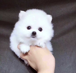 博美犬白色博美幼犬球形小博美,纯种博美俊杰茶杯犬长不大的狗狗