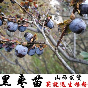 牛奶黑枣苗野生黑枣黑枣树苗软枣树苗君迁子树苗野柿子树苗裸根