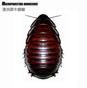 犀牛蟑螂成体标本 澳大利亚产