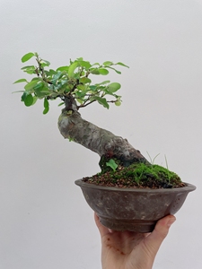 【日本木瓜盆景】日本木瓜盆景品牌,价格 - 阿里巴巴