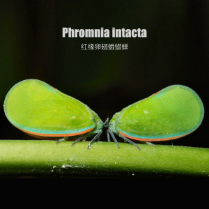 红缘卵翅蛾蜡蝉 标本a1/a