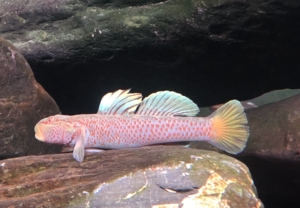 蓝鳍红神农虾虎 神农吻虾虎 黑吻虾虎 野采原生鱼 冷水观赏鱼