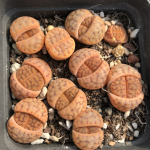 红招福玉绚烂玉生石花 c179茶福来母本