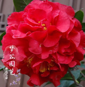 帕克斯先生茶花