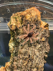 玛格丽塔岛粉趾 4l苗子 精选个体 健康活泼 110元一只