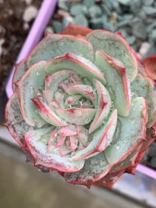 【克罗地亚多肉】克罗地亚多肉品牌,价格 - 阿里巴巴