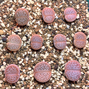 c245白底拿铁化浪汗玉,曲玉,生石花,5年母本,今年会开花