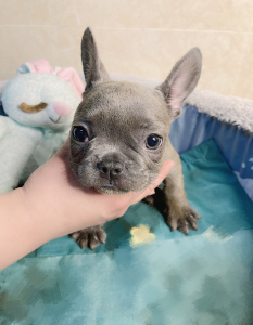 狗狗/法斗蓝牛/幼犬/法斗/3个月/有证书/四方体/自然尾