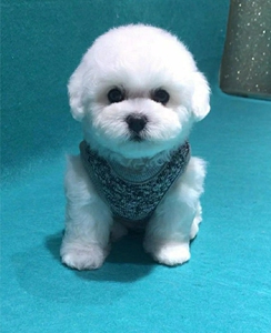 比熊幼犬宠物狗狗长不大小体茶杯棉花糖活的活体活物