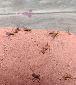 一只墨玉粗尾蝎,公母未分.两只巴西金幽灵,公母未分.5,6只