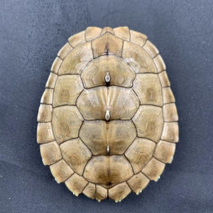 8号错甲密西西比地图龟7.7cm