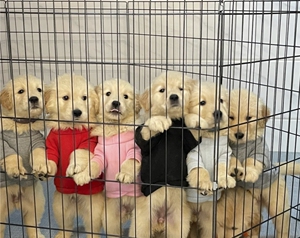 幼犬狗狗玩具用品耐咬磨牙狗子解闷大型大小狗柯基tb605596458729