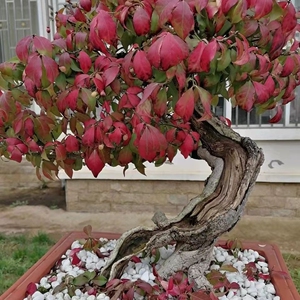 鬼箭羽树苗卫矛鬼剑羽苗四面锋鸡条药材盆景绿植