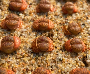 匈牙利线柘榴,超稀有园艺品种   红珊 瑚生石花