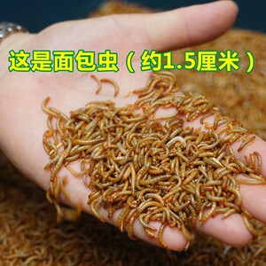 广东直发大麦虫面包虫活体鸟画眉金龙鱼红龙鱼宠物饲料虫子