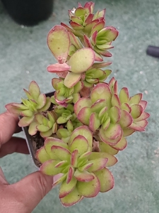 天狗之舞老桩!满38包邮!