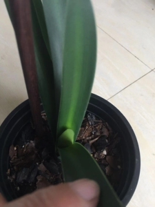 君子兰盆栽花卉植物君子兰毛兰串,有喜欢的联系 , 苗子很壮