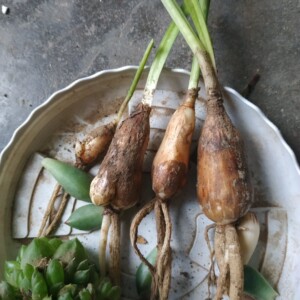 洋水仙荷兰船长