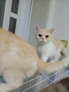 黄白加菲猫掉线加菲,标价全款.眼鼻不在一条线.侧面图能看出是