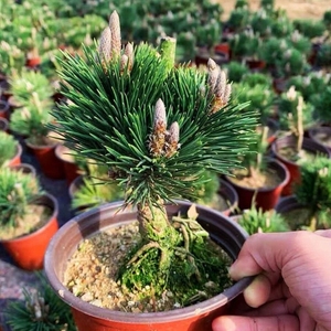 【千寿丸盆景】千寿丸盆景品牌,价格 - 阿里巴巴