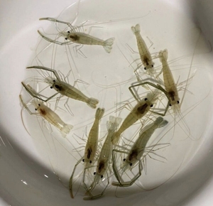 [度假]原生缸野采本地小鱼小虾,野生鳑鲏鱼,黑壳虾/长臂虾