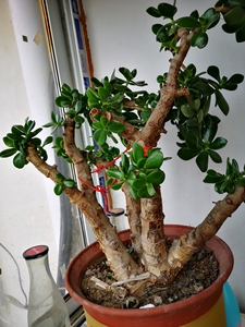 又叫燕子掌.第一张是20年老桩,其他玉