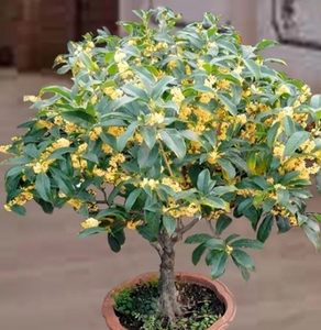 桂花,四季桂.金桂,丹桂,四季金莲子,开花,室内阳台庭院好养