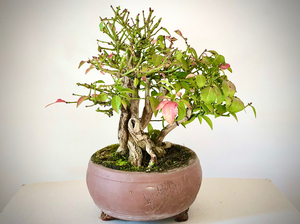 盆景鬼箭羽卫矛