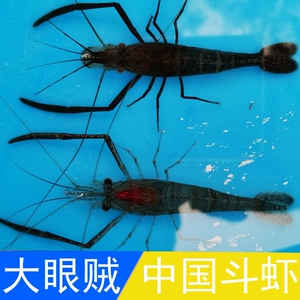 大眼贼  长臂虾  野生河虾(包活,包损)