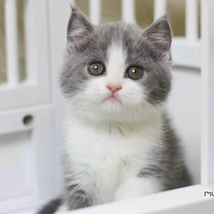 西安自提蓝白银渐层小奶猫活体宠物小型好养猫咪活幼体小猫猫活物