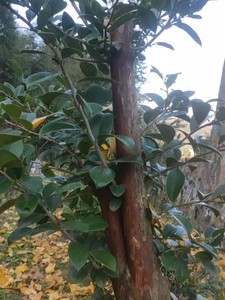 乌饭树熟桩,高1.2米,杆8公分,江浙沪包邮