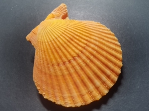 华贵类栉孔扇贝 79.5mm 海南陵水采集 颜色艳丽漂亮 有