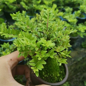 亮叶忍冬微盆景 忍冬迷你盆栽 忍冬小盆栽 茶几办公室盆景净化