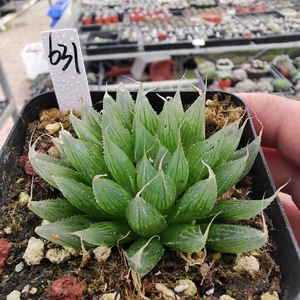 631号大卫针管玉露,6cm,根系很好,带盆发货,一物一拍