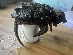 000人付款淘宝精品原种～北美～大鳄公～弓背大鳄龟～外塘转家养42