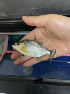 巴西普黑老板黑 红眼 巴西黑食 s属水虎鱼 十公分 400包