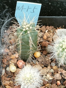 宇宙殿 实生 鹿角柱属 仙人球