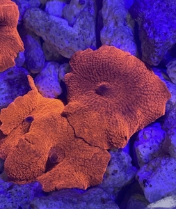 正宗金属色 血红菇 珊瑚,海缸软体lps珊瑚.没用滤镜,直拍